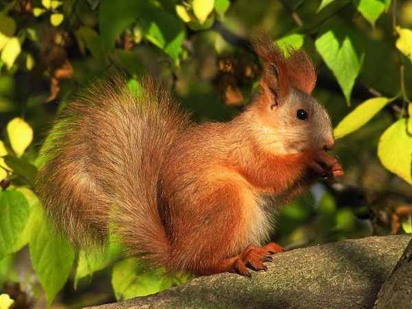 Белка телеутка