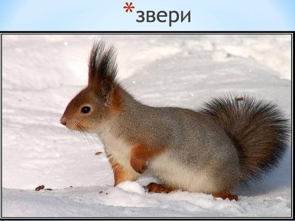 Картинки на рабочий стол белка