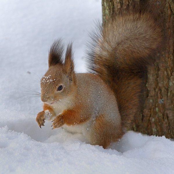 Белка меняет шубку