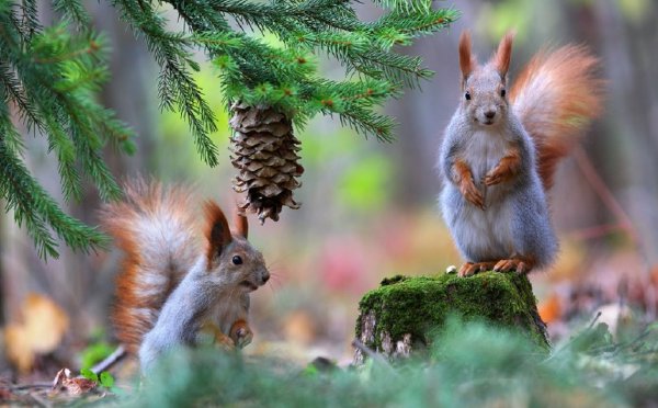 Белка зимой