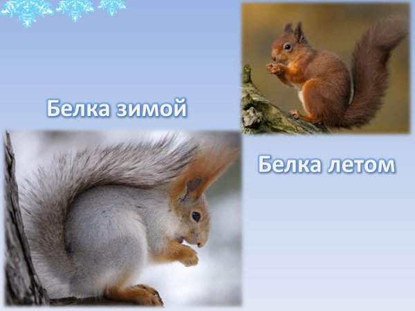Белка летом и зимой для детей