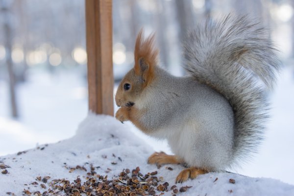 Окрас белки