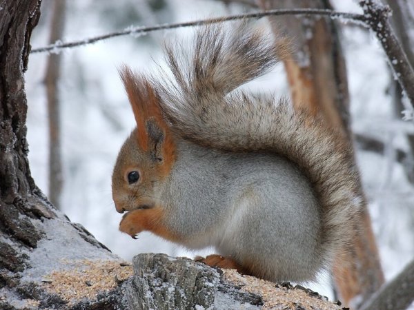 Белки зимой