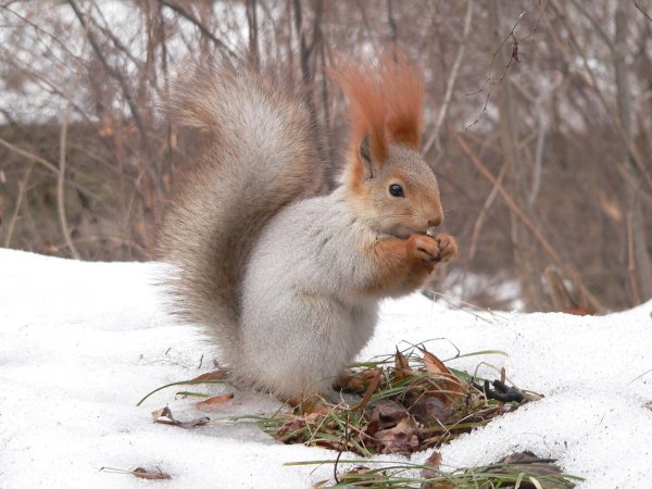 Белки Пермский край