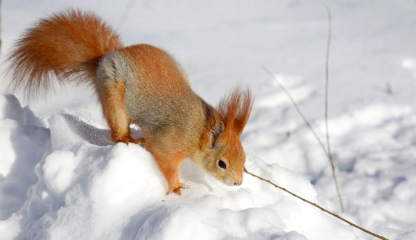 Окрас белки