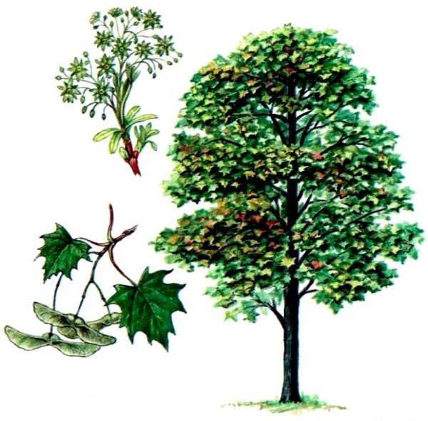 Клен остролистный Ботаническая иллюстрация