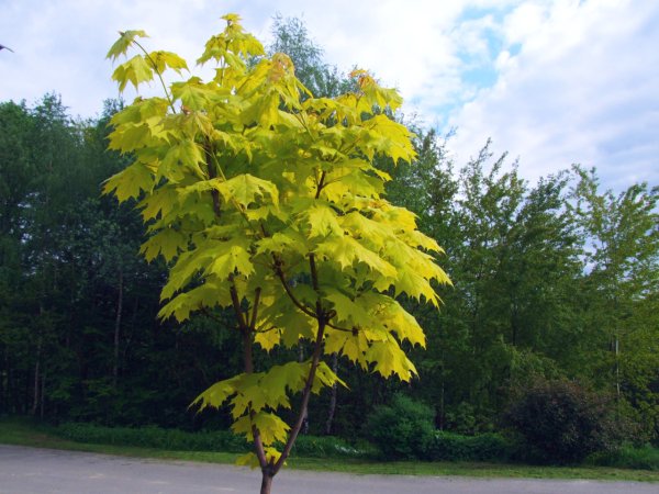 Кленовый лист дерево