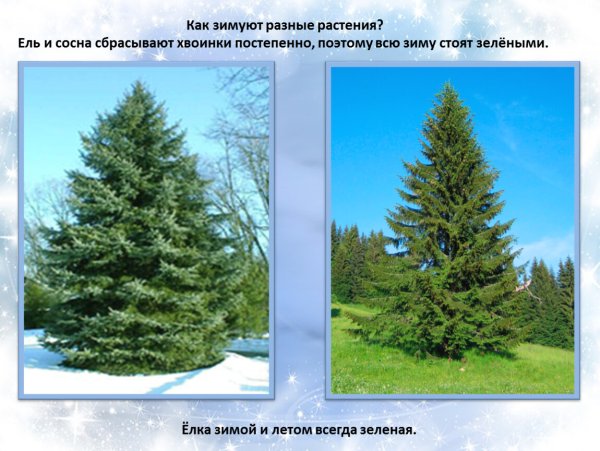 Деревья зимой презентация для дошкольников