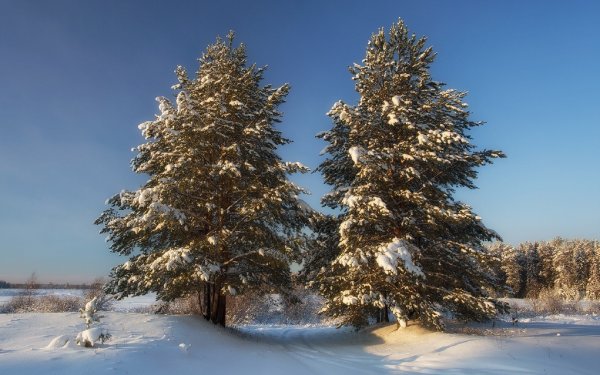 Зима елка