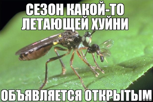 Комар Мем