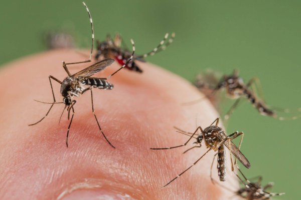 Шутки про комаров
