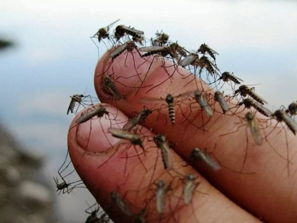 Польза и вред комаров