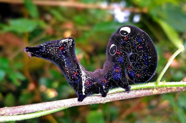 Eudocima phalonia бабочка