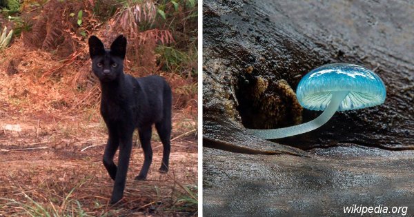 Самое редкое существо на планете