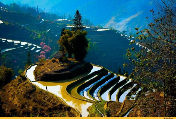 Природа Китая рисовые поля