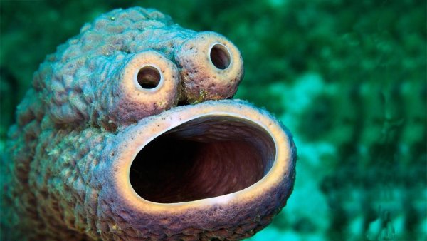 Странные животные