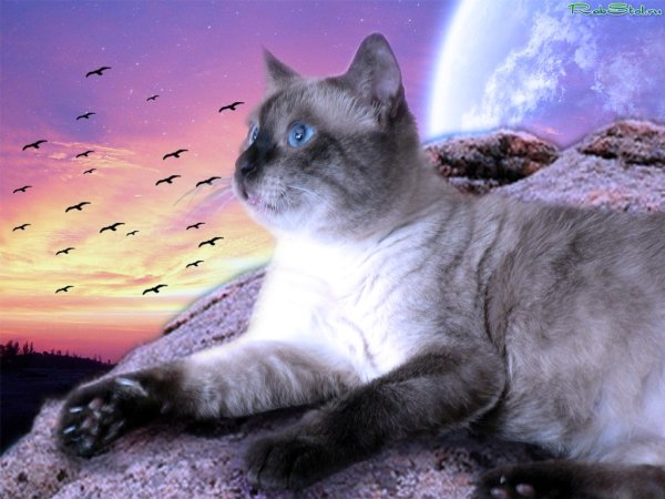 Кот в мечтах