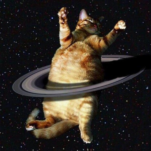 Коты в космосе