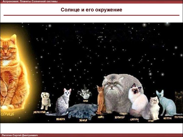 Планета котиков