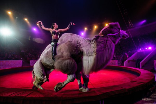 Цирк Дикая Планета Тула