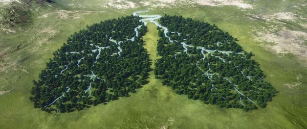 Леса легкие планеты