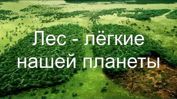 Лес легкие планеты