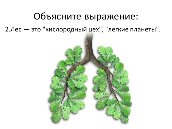 Леса зеленые легкие планеты