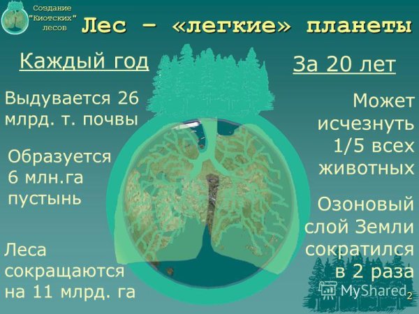 Лес легкие планеты