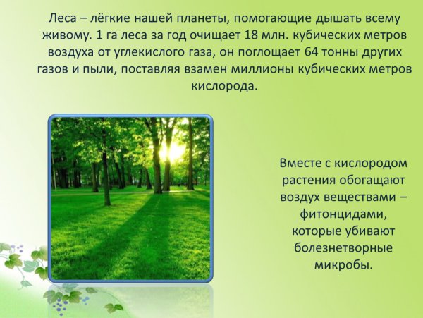 Лес легкие нашей планеты