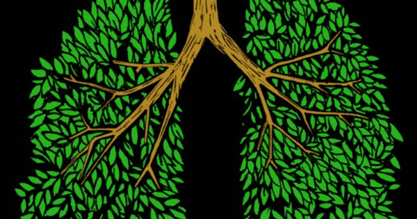 Дерево в легких