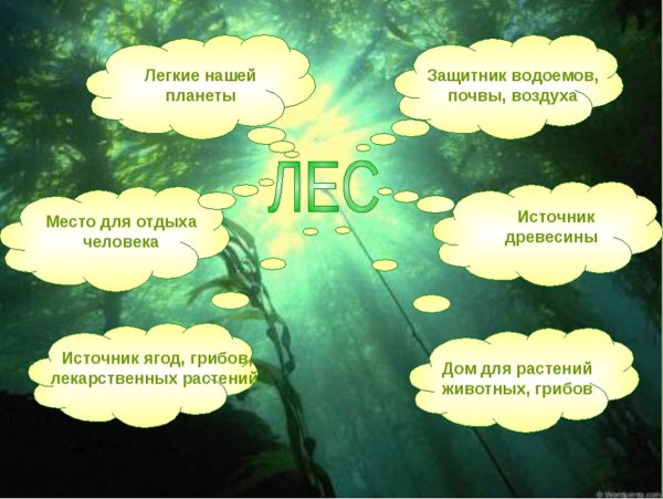 Растения лёгкие нашей планеты