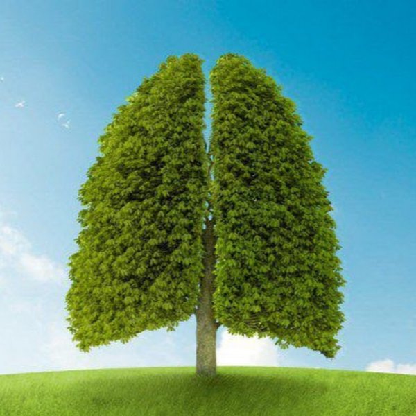 Деревья кислород