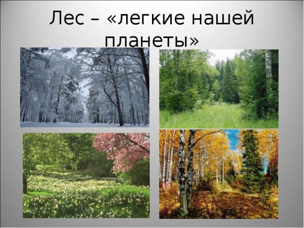 Лес легкие