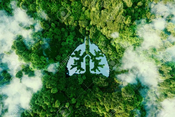 Forest in Shape of lungs