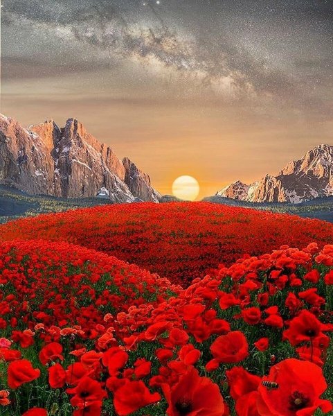 Пейзаж цветы