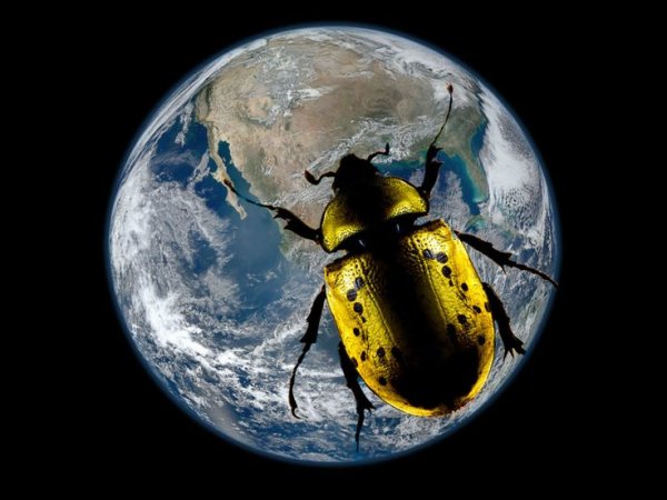 Насекомые нашей планеты