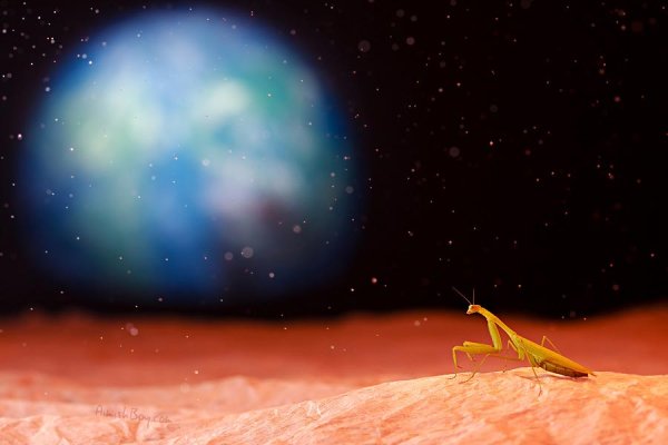 Насекомые с других планет