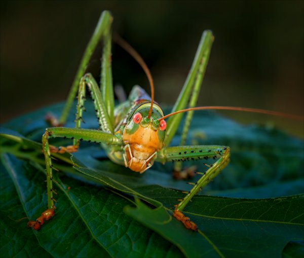 Хищный кузнечик Chlorobalius leucoviridis