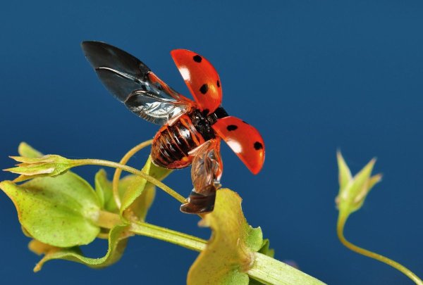 Разные насекомые