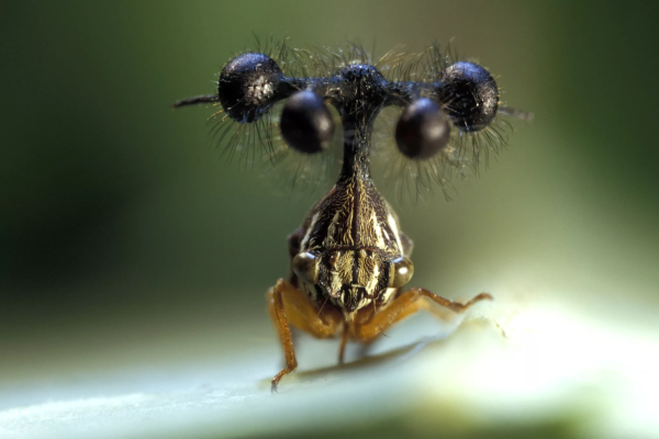 Бразильская Горбатка (Bocydium globulare)
