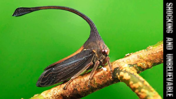 Бразильская Горбатка