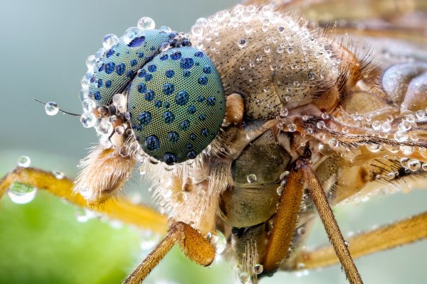 Макросъемка насекомых