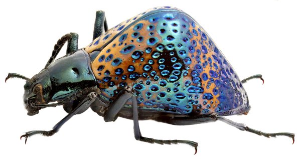 Самые необычные жуки