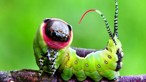 Гусеница Cerura vinula бабочка