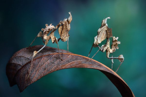 Богомол чертов цветок