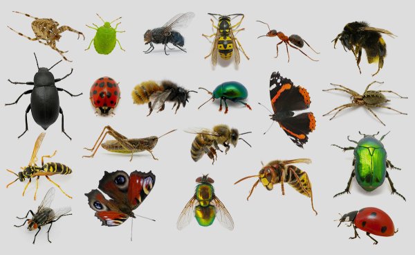 Насекомые много