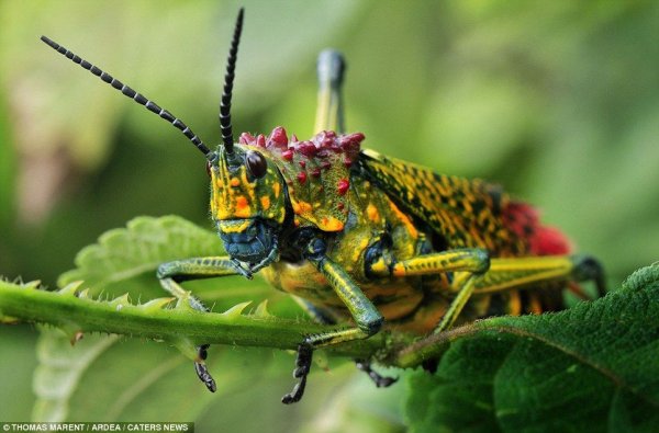 Цикада кузнечик