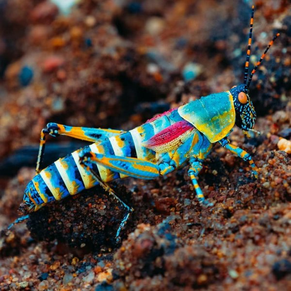 Радужный кузнечик североафриканский