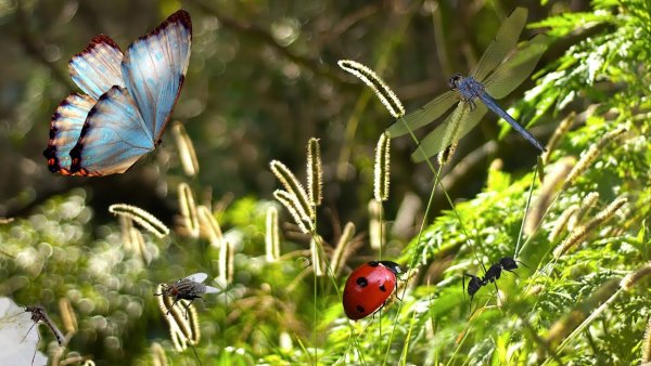 Насекомые летом на лугу