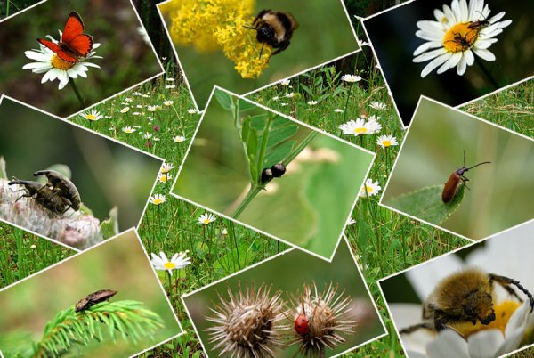 Насекомые коллаж